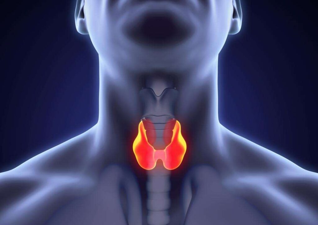 tiroid-nedir
